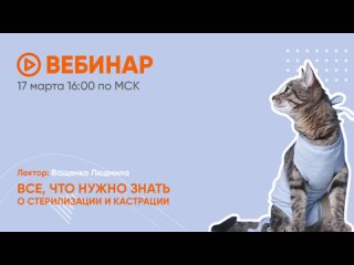 Все, что нужно знать о кастрации и стерилизации кошек