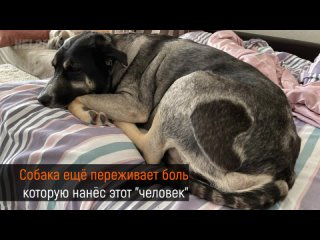 Изнасилованная собака в Одинцово