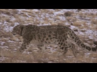 Снежный барс. Белый отшельник. 1-2 часть. Snow Leopard. The White Recluse (2013) (1080)