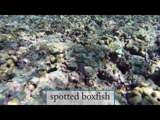 [Sailing Triteia] Under Anchor at Kaneohe Bay and Exploring the Coral Reefs with Kimberly Wood