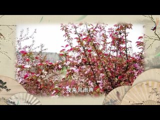 #ZhuYilong читает стихотворение “Весенний рассвет“ Проснуться утром после дождя и услышать щебетание птиц!
