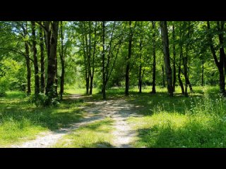 Relaxing Forest Sounds birds singing Nature Sounds_005