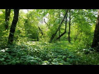 Relaxing Forest Sounds birds singing Nature Sounds_009