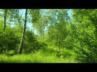 Relaxing Forest Sounds birds singing Nature Sounds_008