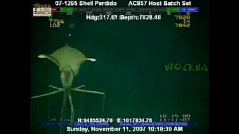 Необычное существо под водой