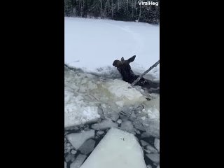 A couple of helpful Canadians rescue a Moose stuck in a frozen lake.