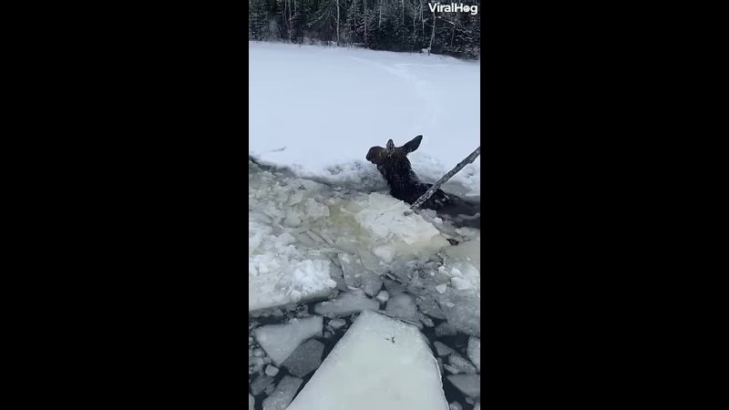 A couple of helpful Canadians rescue a Moose stuck in a frozen