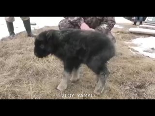 В ЯНАО в питомнике «Полярно-Уральский» родились 5 малышей овцебыка. Злой Ямал