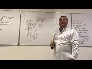 -Почка. Анатомия почки. Строение нефрона. Kidney anatomy. Nephron structure-(240p).mp4