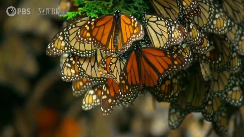 monarch butterflies are notable for their