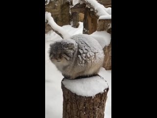 грозный манул : ты не пройдёшь!