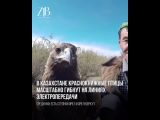 В Казахстане краснокнижные птицы масштабно гибнут на линиях электропередачи