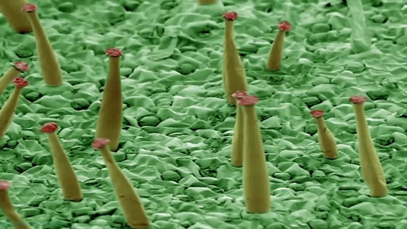 «Растения под микроскопом (3). Сила растений» (Научно-познавательный, природа, флора, исследования, 2012)
