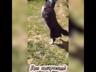 Собачки