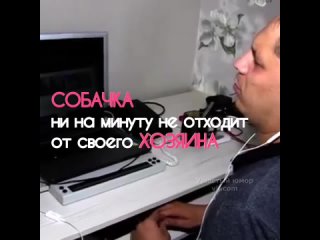 Собака-поводырь