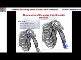 Particular myology Part 2. Limbs muscles