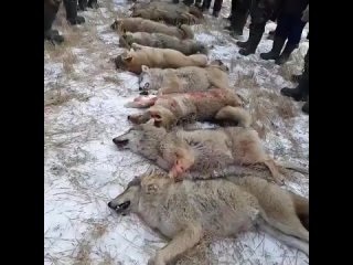 коллективная охота на волков 🐺