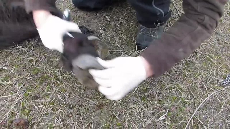 FOUR PAWS heroes How a wild horse thanks its