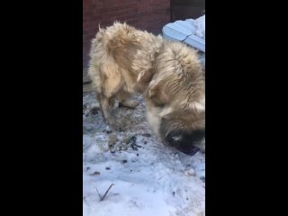 Видео от ЛАПОДАИ, передержка собак-Гигантов