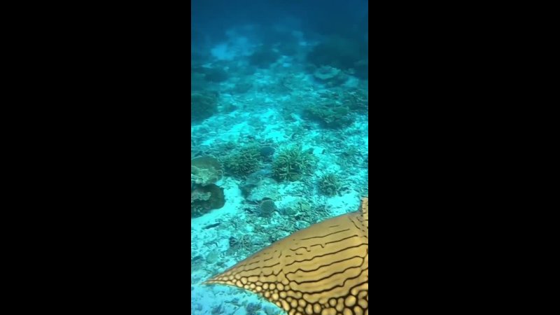 Скат Орляк в районе Большого барьерного рифа 💙