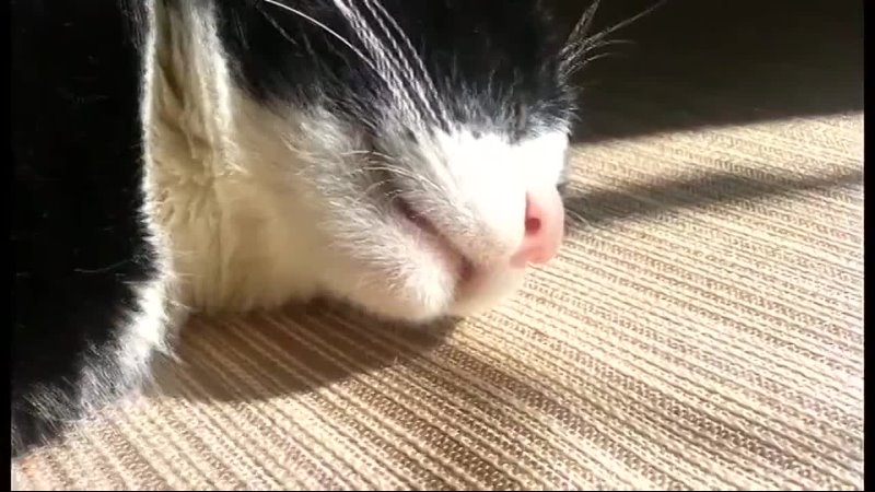 Котик дёргается во сне