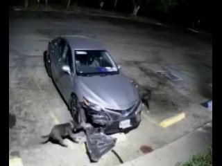 Кошка залезла под машину