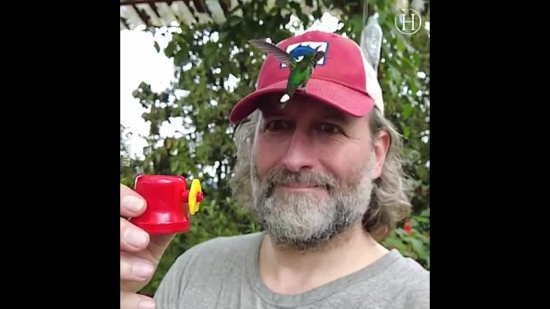 Man Holds Birdfeeder As Hummingbird Eats From