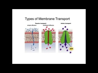 Транспорт веществ через клеточную мембрану