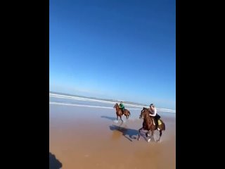 Horse at full gallop
