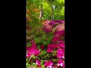 Цветущие японские сады