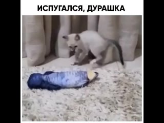 ИСПУГАЛСЯ, ДУРАШКА