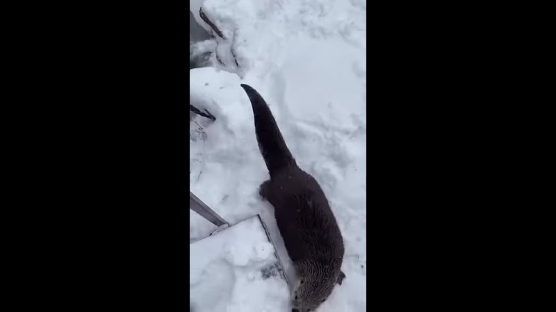 Playful otter loves a snowy morning