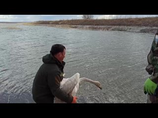 В Бурятии выпустили на волю спасённого краснокнижного лебедя