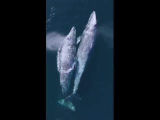 Эпично-эстетичное видео о социальном взаимодействии двух серых китов.