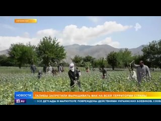 Талибы начали борьбу с наркотиками и запретили выращивать мак во всем Афганистане