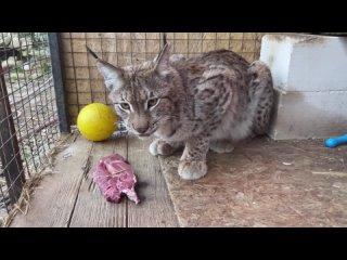 Рысь делает отбивную! Говядина А-ля рысь / The lynx is cooking chops! Beef  A-la lynx