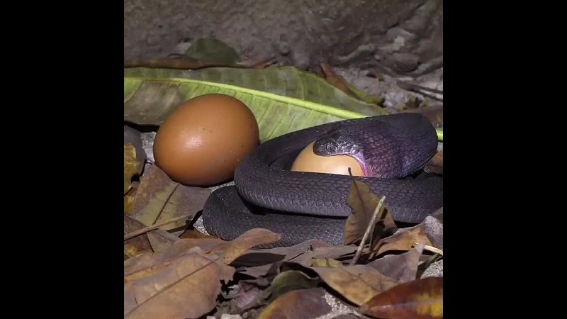 Наглядное видео, как змеи заглатывают яйца
