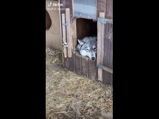 Волчица отдыхает в будке. Волкособ Луна.