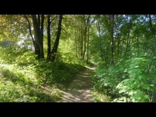 Forest Walk on a Summer Sunny Day - 4K Virtual Hike with Beautiful Music  Nature Sounds