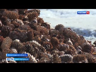 В Ленинградской области идет заготовка семян для восстановления лесов