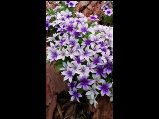 Фиолетовый в саду.mp4