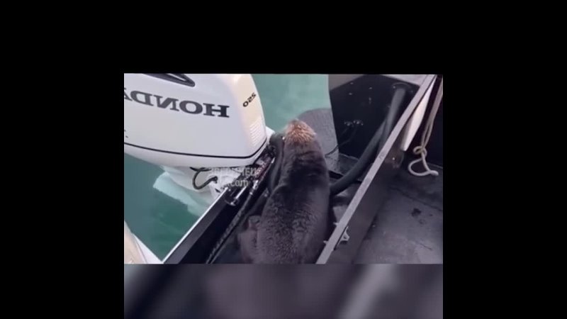 Спасли тюленя