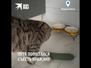 Наши коты не боятся огурцов.mp4