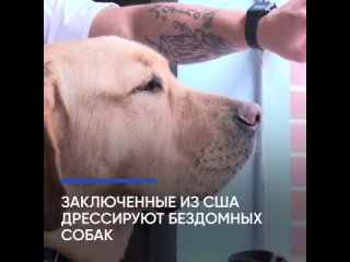 Второй шанс для собак