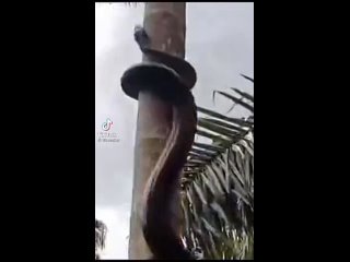 змея лезет на дерево