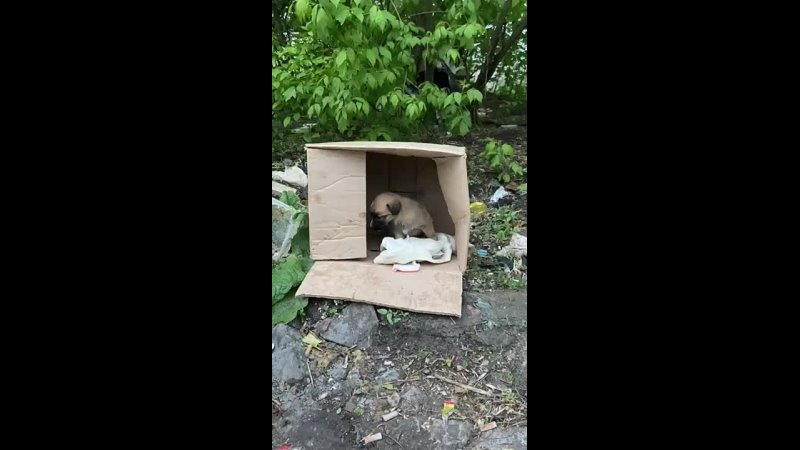 Видео от animals housing kirsanov