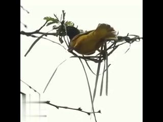 Невероятно милое и познавательное видео о том, как самая обычная птичка вьёт себе гнездо, невероятно, можно поделиться с детьми