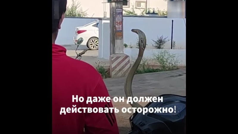 Змея залезла в мотоцикл
