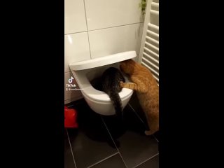 Серенький, ты куда?)