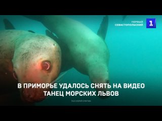 В Приморье удалось снять на видео танец морских львов